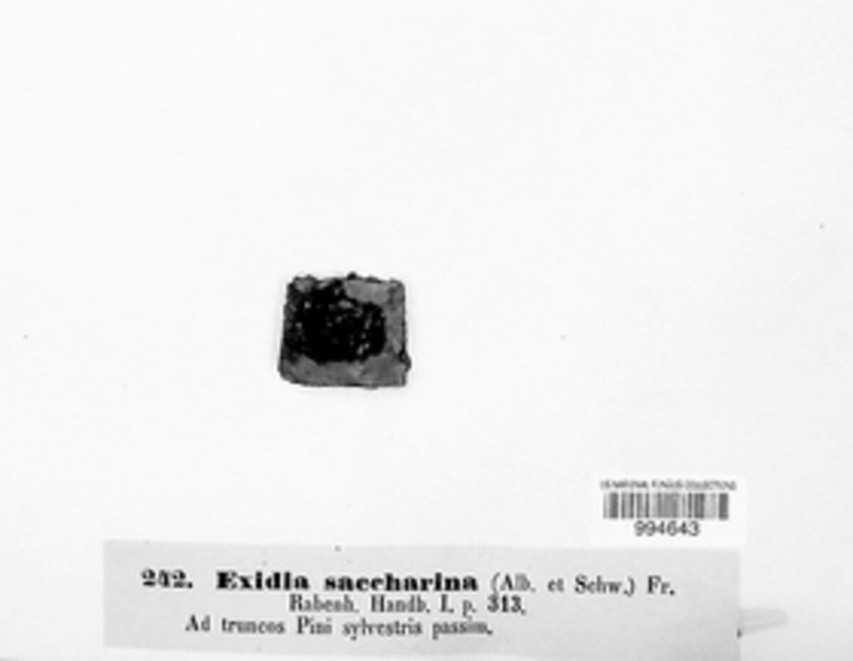 Auriculariaceae image